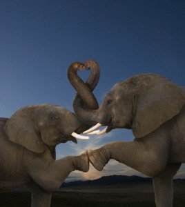 Elephants Making Heart Shape with Trunks
